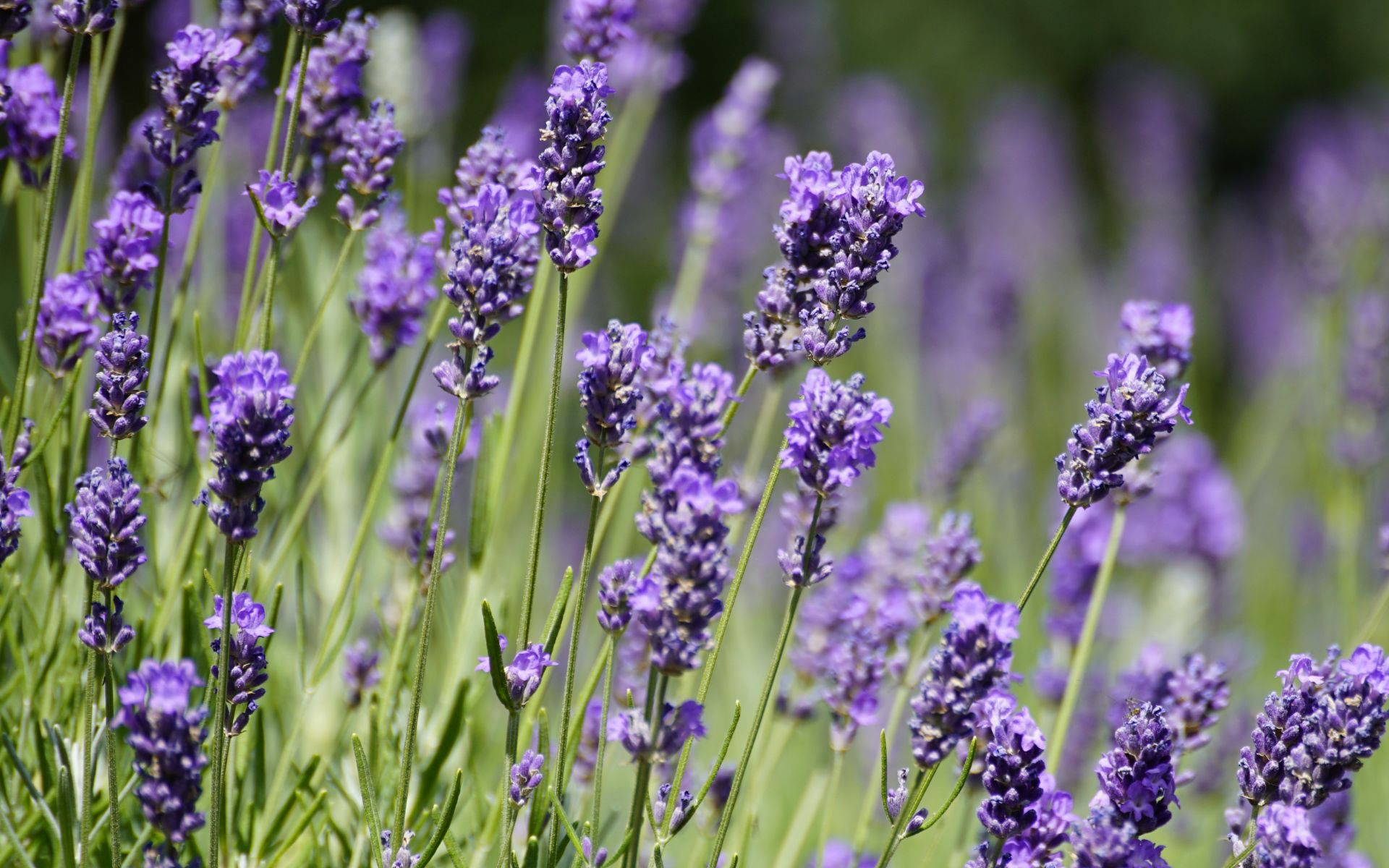 Sensory Journey Through Medicinal Herbs – LoveLanghe (experience)